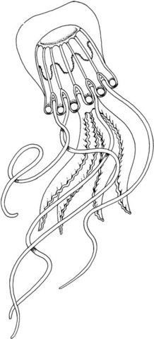 Box Jellyfish Coloring Page